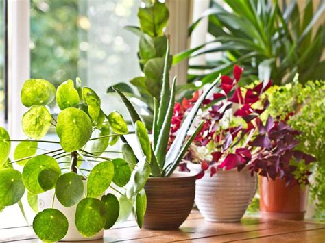 Houseplants For Beginners – General Houseplant Care And Growing Tips ...