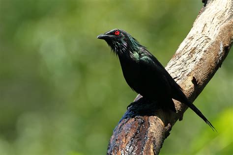 Metallic Starling Aplonis Metallica Metallic Starling Dr Flickr