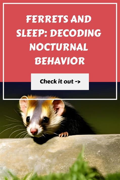 Ferrets And Sleep Decoding Nocturnal Behavior Ferrets Care Cute Ferrets Ferret Diy