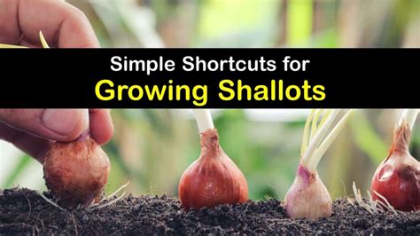 Growing Shallots - Incredible Ways to Grow and Care for Shallots