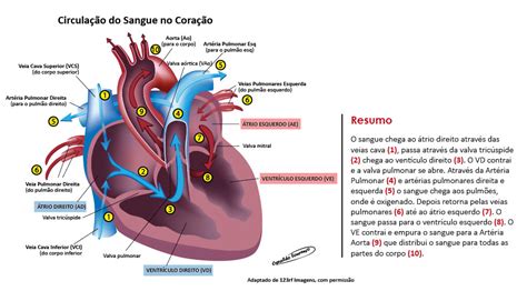 18 Ideas De Anatomia Cardiaca Anatomia Cardiaca Anatomia Fisiologia Images