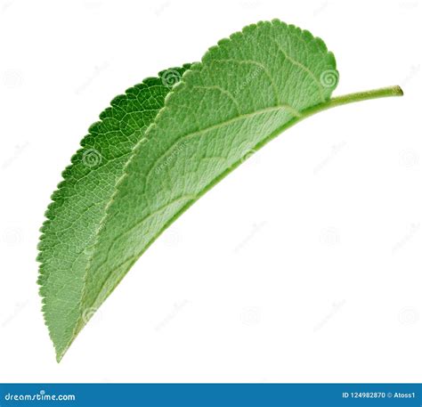 Green apple leaf isolated stock photo. Image of freshness - 124982870