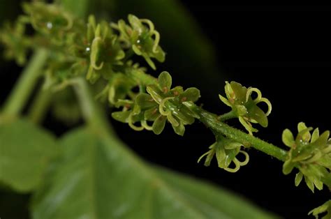 Acer Aceraceae Image At Phytoimages Siu Edu