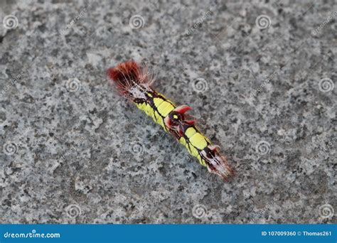 Morpho Peleides Caterpillar Stock Photo - Image of flora, lepidoptera ...