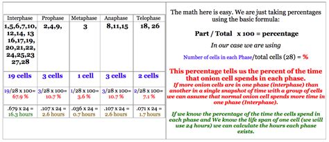 Ap Biology Mitotic Index Worksheet Instruction Mr Grodski Chemistry