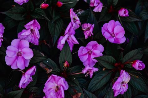 How To Care For New Guinea Impatiens For Plants