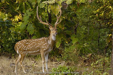 Axis Deer stock photo - Minden Pictures