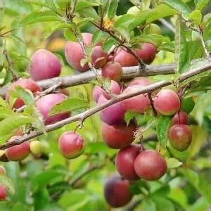 Cloud Farm Exotic Live Grafted Plum Aalu Bukhara Aloo Bukhara