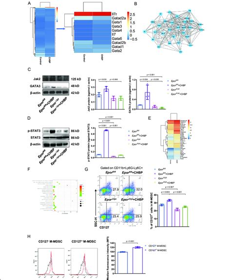 Cd M Mdscs Induced By Chbp Exerted Stronger Immunosuppressive