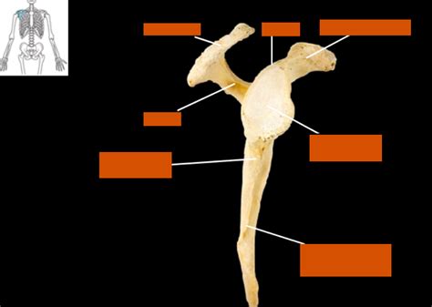 Scapula Lateral View Right Side Diagram Quizlet