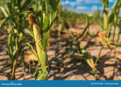 Cultivos De Maíz No Desarrollados Afectados Por La Falta De Agua Y La