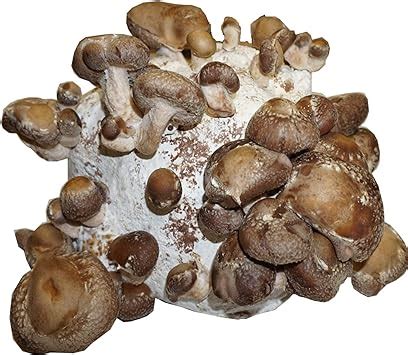 Hawlik Pilzbrut Bio Shiitake Kultur Zum Selber Z Chten Xxl