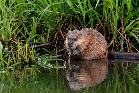 What Do Muskrats Eat Unbelievable List Of Foods And Fun Facts Kidadl