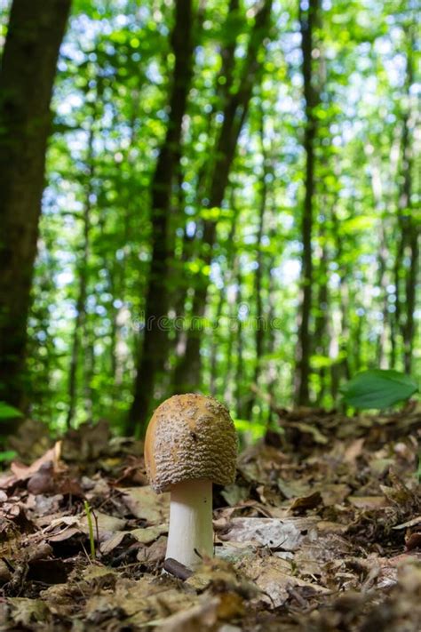 Edible Mushroom Amanita Rubescens In Spruce Forest Known As Blusher