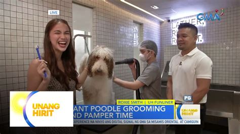 Ang Lu Pet Proper Grooming With Giant Poodles Unang Hirit Video