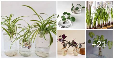 26 Great Houseplants To Grow In Water Vases