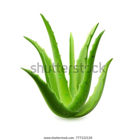 Realistic Aloe Vera Vector Illustration On Stock Vector Royalty Free