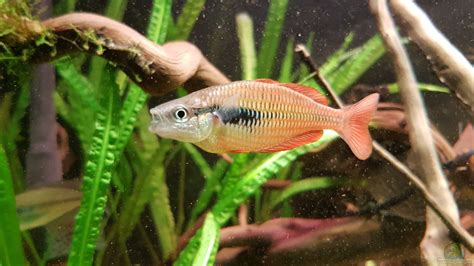 Melanotaenia Parva Kurumoi Regenbogenfisch