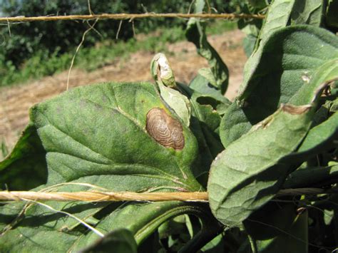 Early Blight Tomato