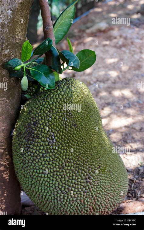 Jackfruit Tree And Young Jackfruits Stock Photo Alamy