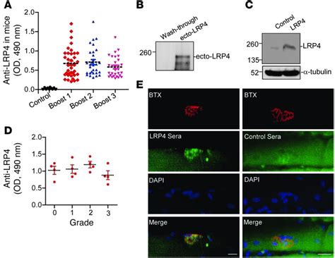 antibodies   density lipoprotein receptorrelated protein