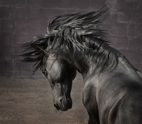 Tony Stromberg. Equine Photography. Buy Books & Prints - Tony Stromberg PhotographyTony ...