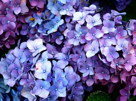 Ortensia Come Curarla E Farla Fiorire Ortensie Ortensie Viola