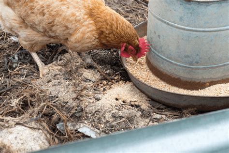 Grit And Oyster Shells Do Your Chickens Need Them