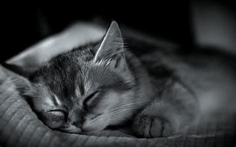 Sleeping Baby cat [1920*1080] : r/wallpaper