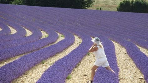 Provence Lavender Tour - a unique tour that explores the off the beaten path beauty, lavender ...