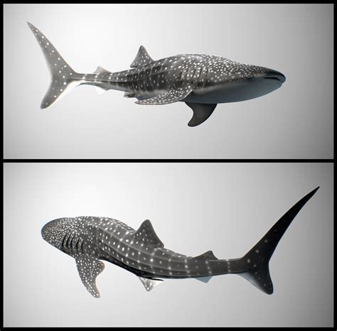 Fish Free 3D Models obj - .obj download - Free3D