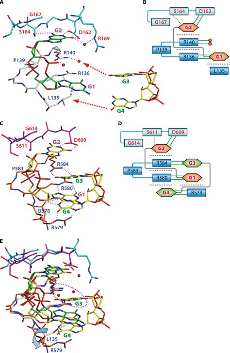 C Di Gmp Binding Modes In The Pilz Domains A And B Monomeric Download Scientific Diagram