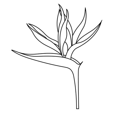 Bird Of Paradise Plant Drawing