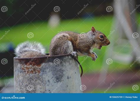 Screaming Squirrel stock photo. Image of bucket, squirrel - 55625720