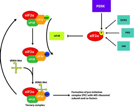 The Unfolded Protein Response Upr And Isr Converge On Download