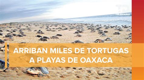 No Es Hermoso Arriban Miles De Tortugas Golfinas A La Costa De Oaxaca