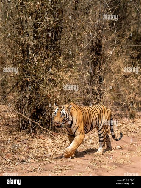 Indian Wild Male Bengal Tiger Or Panthera Tigris Tigris On Territory Stroll In Hot Summer Season