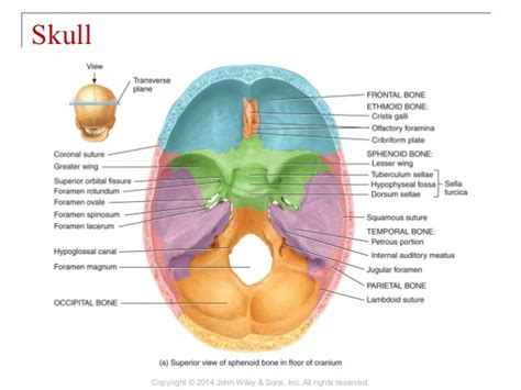 Foramina Of The Skull Diagram Quizlet