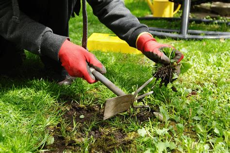 Le Sarclage De Jardin Conseils Pour Un Jardin Sain