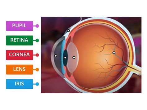 PARTS OF THE EYE - Labelled diagram