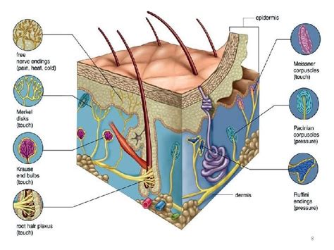 Sensory System