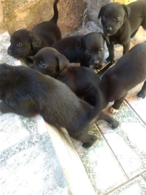 Adoção de Cachorro Santo André SP Filhotes Filhote Raça