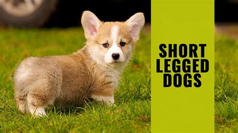 11 Short Legged Dog Breeds - Facts About The Lovable Dwarf Dogs - Petmoo