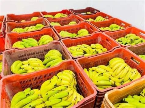 Automatic Banana Ripening Chambers For Industrial Capacity Ton At