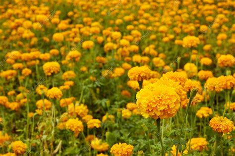 Premium Photo | Marigold (tagetes) flowers in garden