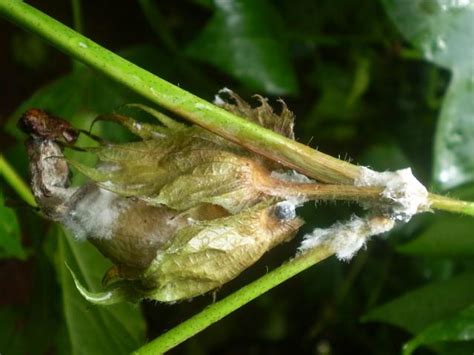 Control Of White Mold In Soybeans Revista Cultivar