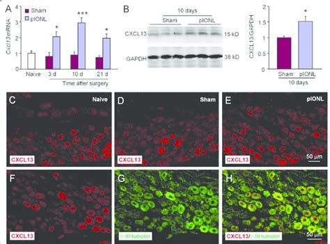 Pionl Induces Persistent Cxcl13 Expression In The Tg A The Time Course