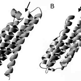 Amphipathic α helix bundle structure of apoE and apoLp III The 4 and 5