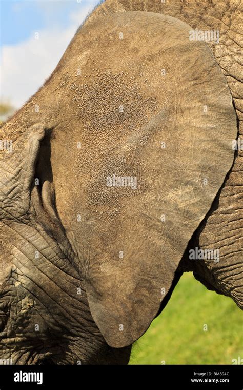 Elephant Ear Close Up Detail Of Skin Texture Loxodonta Africana Stock