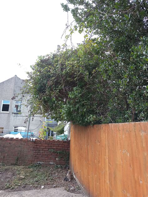 Removal of overgrown vegetation with limited access